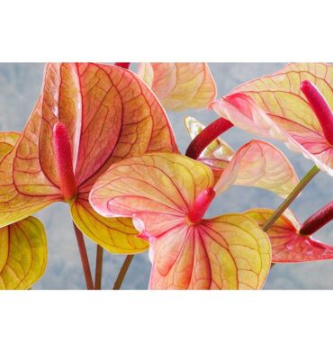 Waltex Anthurium Light Pink and Green on Blue Bathmat