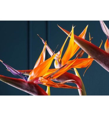 Strelitzia Trio on Rich Blue Bathmat
